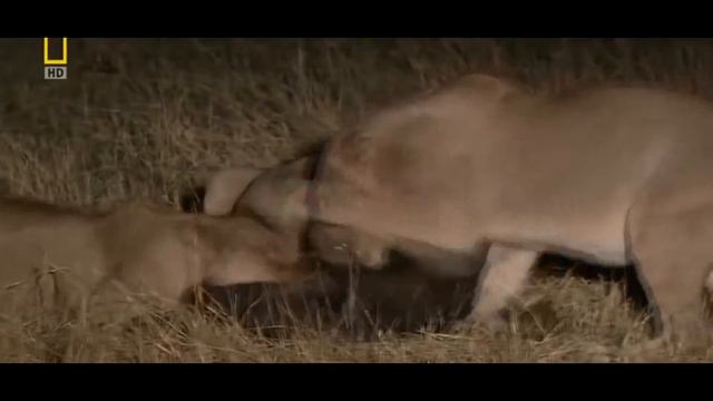 5 САМЫХ ОПАСНЫХ ЖИВОТНЫХ МИРА смотреть онлайн