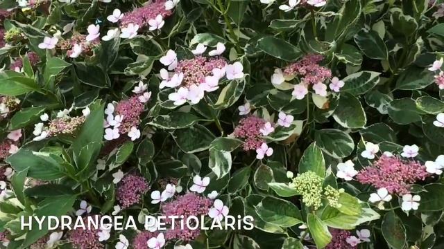 Hydrangea Petiolaris. Garden Center Online Costa Brava - Girona.