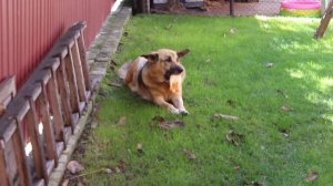 VLOG Кто поженил Алису и Кирюшу