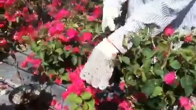 Trim Bougainvillea For Shape смотреть онлайн