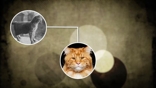 Los Gatos Más Extraños De Todo El Mundo смотреть онлайн