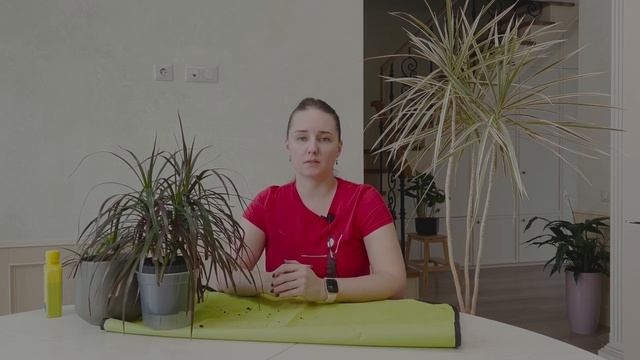 №42. Драцена маргината. Уход, возможные проблемы. Что нужно сделать перед обрезкой? смотреть онлайн