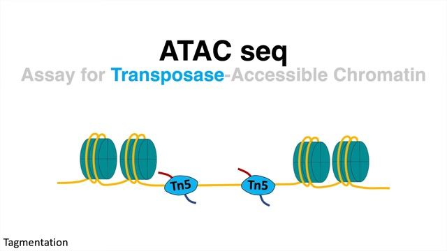 ATAC Sequencing смотреть онлайн