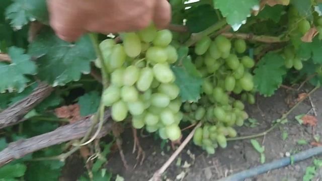 Виноград в моих теплицах на 15.07.2022 смотреть онлайн