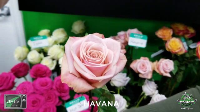 JFTV: New Rose Samples from breeder NIRP, with Mike & Ashley смотреть онлайн