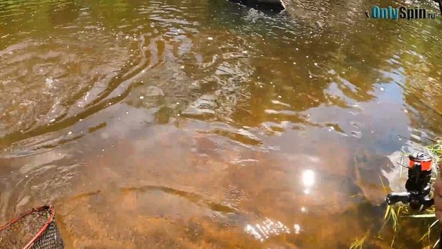 Ловля форели. Дикие места с красивой рыбой. Рыбалка с #OnlySpin смотреть онлайн