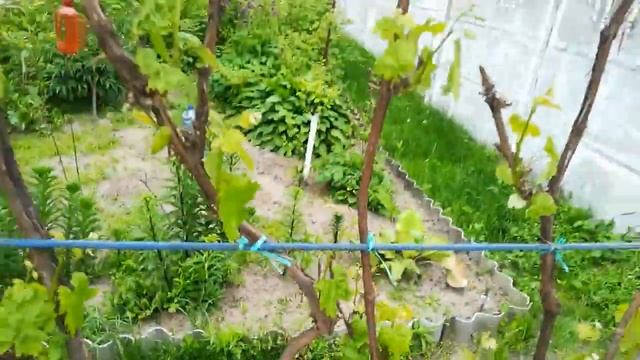 Чем я обрабатываю виноград от болезней смотреть онлайн