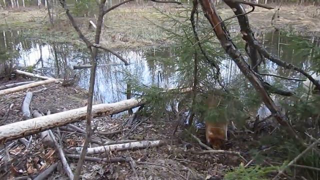 Лайки почуяли бобра. The huskies smelled the beaver. смотреть онлайн