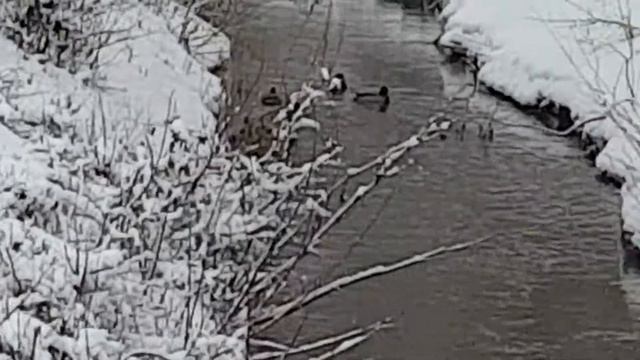 Усть-Каменогорск уткам раздолье