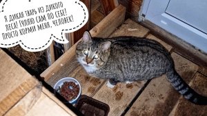 Мы с Псом Кубиком провели своё расследование, куда уходит кот Пуаро. Дело раскрыто! И закрыто