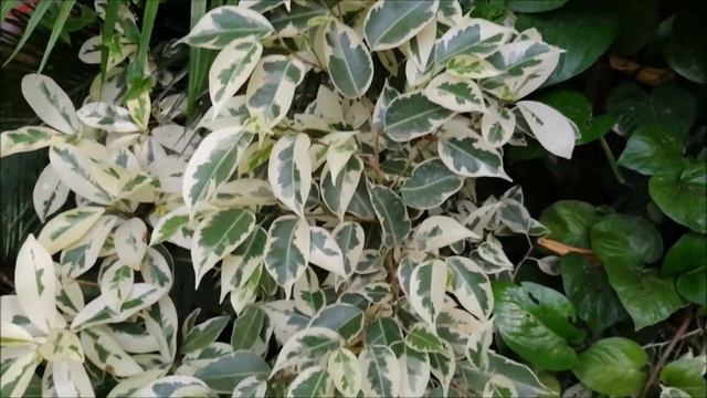 Starlight Ficus Care Tips and Propagation смотреть онлайн
