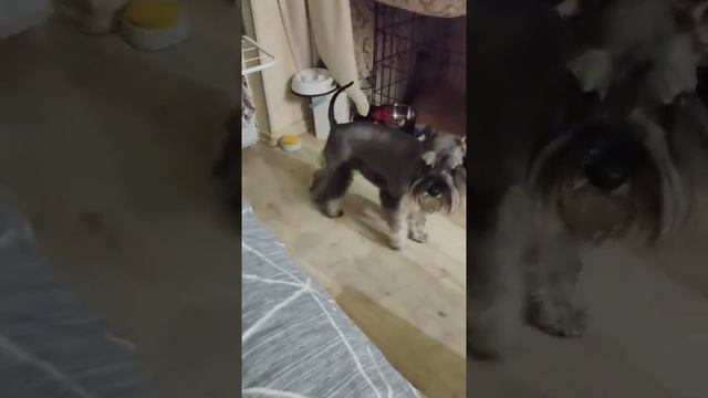 научили нажимать на кнопку и просить вкусняшку 😁 #собака #топ #цвергшнауцер #команда смотреть онлайн