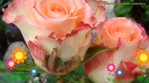 Роза чайно-гибридная Дуэт. Краткий обзор, описание характеристик, где купить саженцы rosa Duett