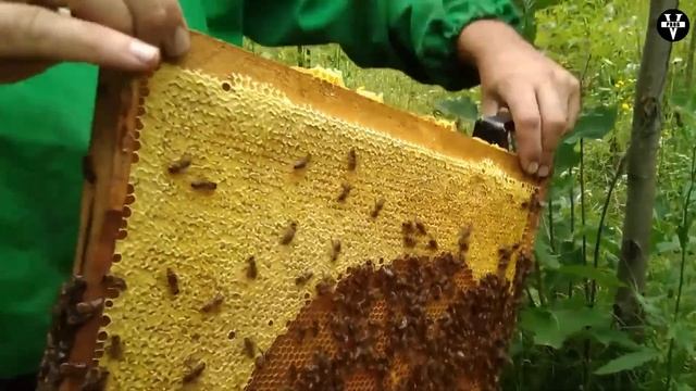 КАРНИКА. Ошибка или пчела будущего? Какой итог о данной расе