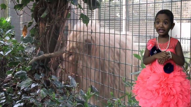 Zoo Virtual tour смотреть онлайн