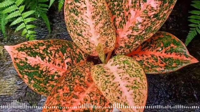 aglaonema stardust orange 24 mahal смотреть онлайн