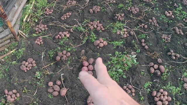 Картофель на биогумусе. Урожай картофеля трёх сортов на биогумусе и без биогумуса наглядно. смотреть онлайн