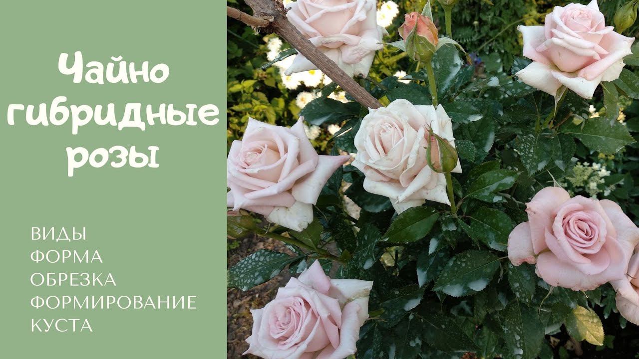 Чайно-гибридные розы: виды, форма, обрезка и формирование куста. смотреть онлайн