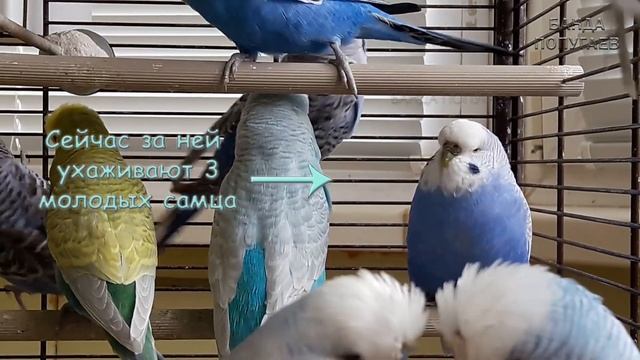 ? ✉ До какого возраста волнистые попугаи могут размножаться? смотреть онлайн
