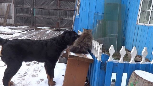 Бернский зенненхунд щенок Юфин играет с котом "тычком берна" смотреть онлайн