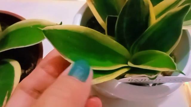Day 23 with my Sansevieria/Dracaena year end plant journey смотреть онлайн