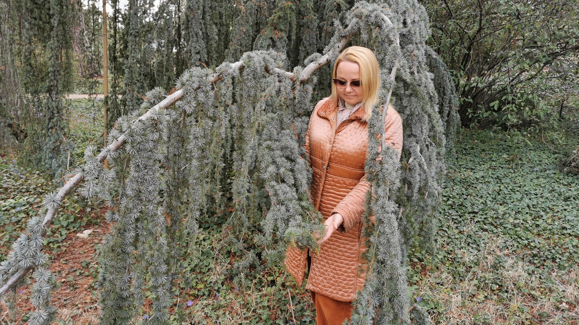 Гагарин, позывной «Кедр». Голос Левитана и знаменитое: «Поехали!». Кедры Никитского сада. Крым смотреть онлайн