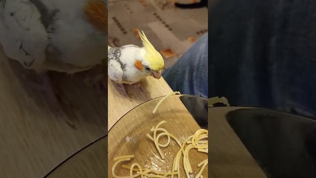 Попугай ест спагетти ? Кто увидел кота в кадре? #забавныеживотные #попугай смотреть онлайн