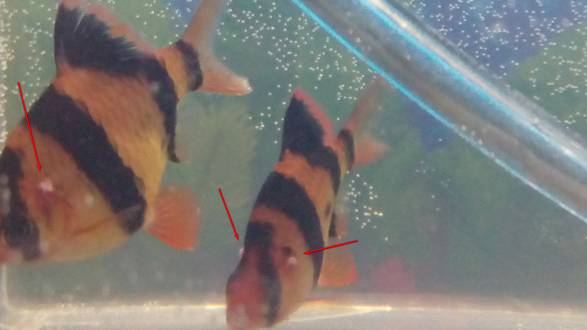 Барбус суматранский: бактериалка, как выглядит, как лечить, чем лечить | АКВА ФИШКА смотреть онлайн