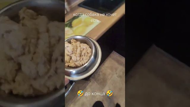 funny dog doesn't wont to eat | мопс не хочет есть #pug #animals #funny #funnyvideos #tiktok смотреть онлайн