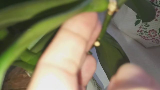 Орхидея азиатская Воробейчик тоже с сюрпризом!🍀 смотреть онлайн