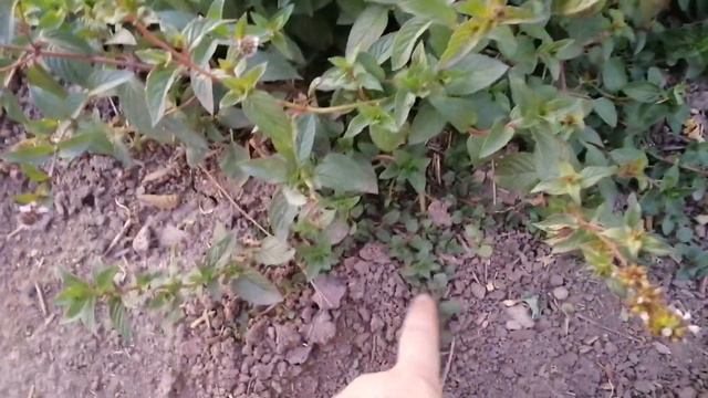 #Перцы/#Мята/#Перепела смотреть онлайн