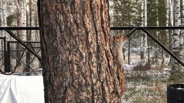 Сегодня первыми пришли девочки. {The girls came first today.}🐿👍✍ смотреть онлайн