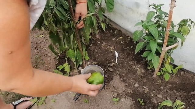 УВЯДАНИЕ ЛИСТЬЕВ У ПЕРЦА. ЧТО ДЕЛАТЬ? смотреть онлайн