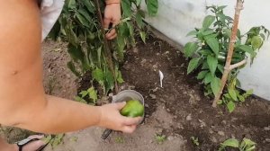 УВЯДАНИЕ ЛИСТЬЕВ У ПЕРЦА. ЧТО ДЕЛАТЬ?