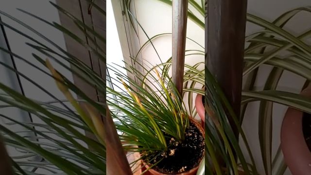 цветок западного ветра (выскочка) смотреть онлайн