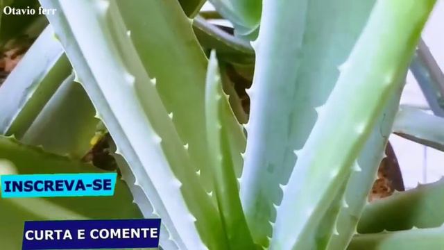 Babosa (Aloe-vera) смотреть онлайн