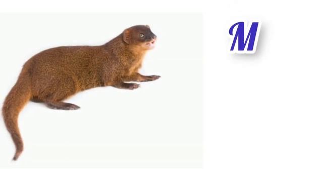 A to Z Animal name in Hindi and English with picture||ABCD Alfabet ||@educationforall9034 смотреть онлайн