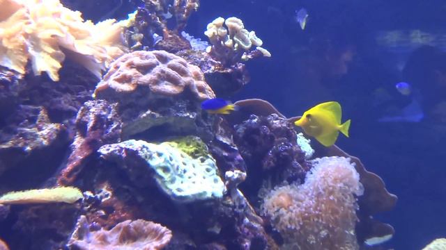 Маленькие красивенькие рыбки смотреть онлайн