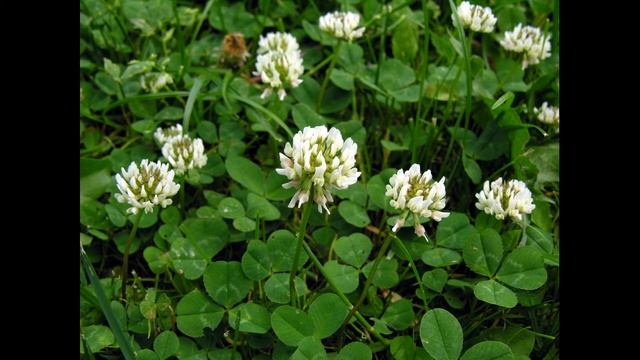 Конюши́на повзу́ча  (Trifolium repens) смотреть онлайн