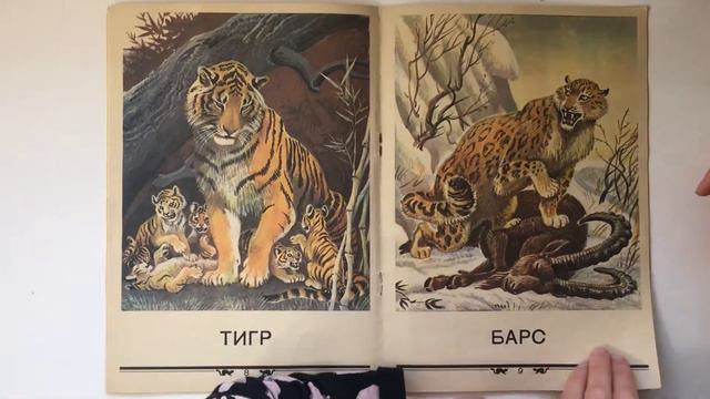 "Что кошка себе вообразила" Сергей Михалков смотреть онлайн