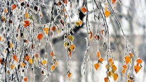 ВОЛШЕБНЫЙ ПЕРВЫЙ СНЕГ