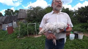 Пушкинские куры. Основные признаки и особенности породы. А.Б. Вахрамеев.