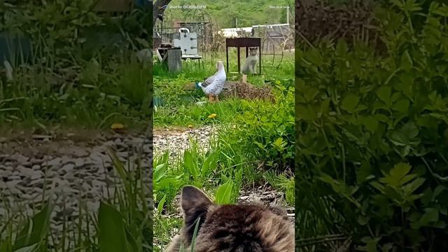 Мексиканская дуэль смотреть онлайн