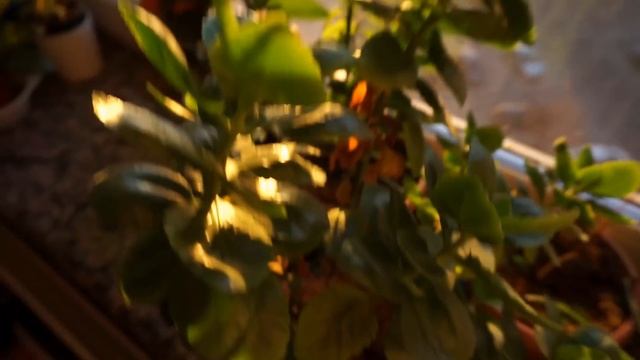 ВЛОГ: Аномальная жара, природа, плохо, фокус \ наши выходные смотреть онлайн