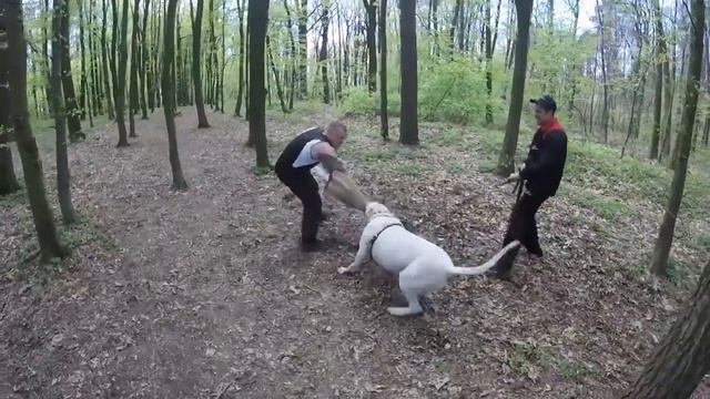 Дрессировка собак. Хватка Аргентинского дога. смотреть онлайн