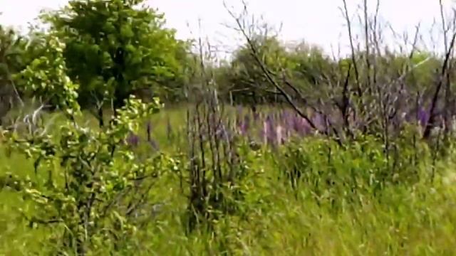 Коршун в небе. Поля виктория. смотреть онлайн