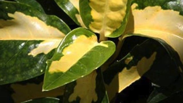 Aucuba Japonica - The Gold Dust Plant or Spotted Laurel & other Aucuba Varieties. Good to Dry Shade смотреть онлайн