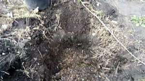 МОЖЖЕВЕЛЬНИК СКАЛЬНЫЙ  ?БЛЮ ЭРРОУ(BLUE ARROW) ОПИСАНИЕ, ПОСАДКА