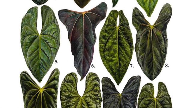 Anthurium Papillilaminum Is Even More Rare In Nature!