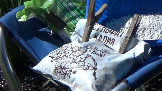 Тюльпаны, нарциссы, мускари - УХОД после цветения? смотреть онлайн